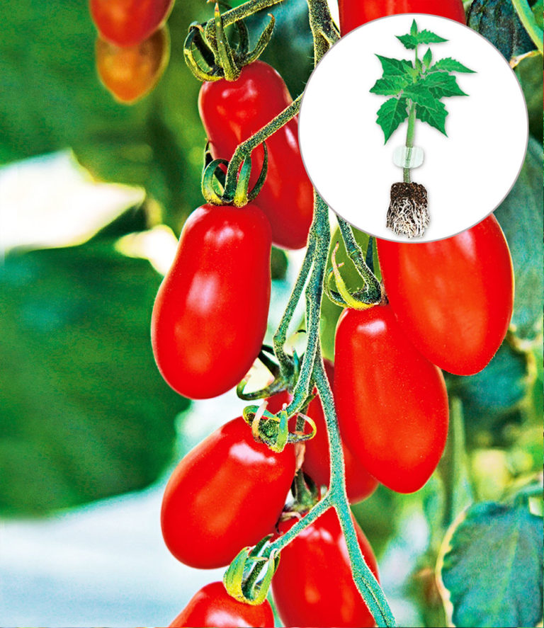 Balkon-Tomaten & Co ... - Mein Nasch-Balkon