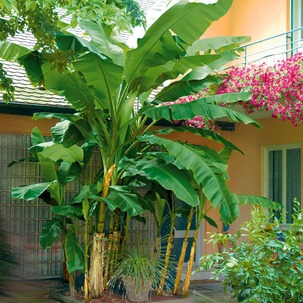 Bananenpflanzen - Mein Nasch-Balkon
