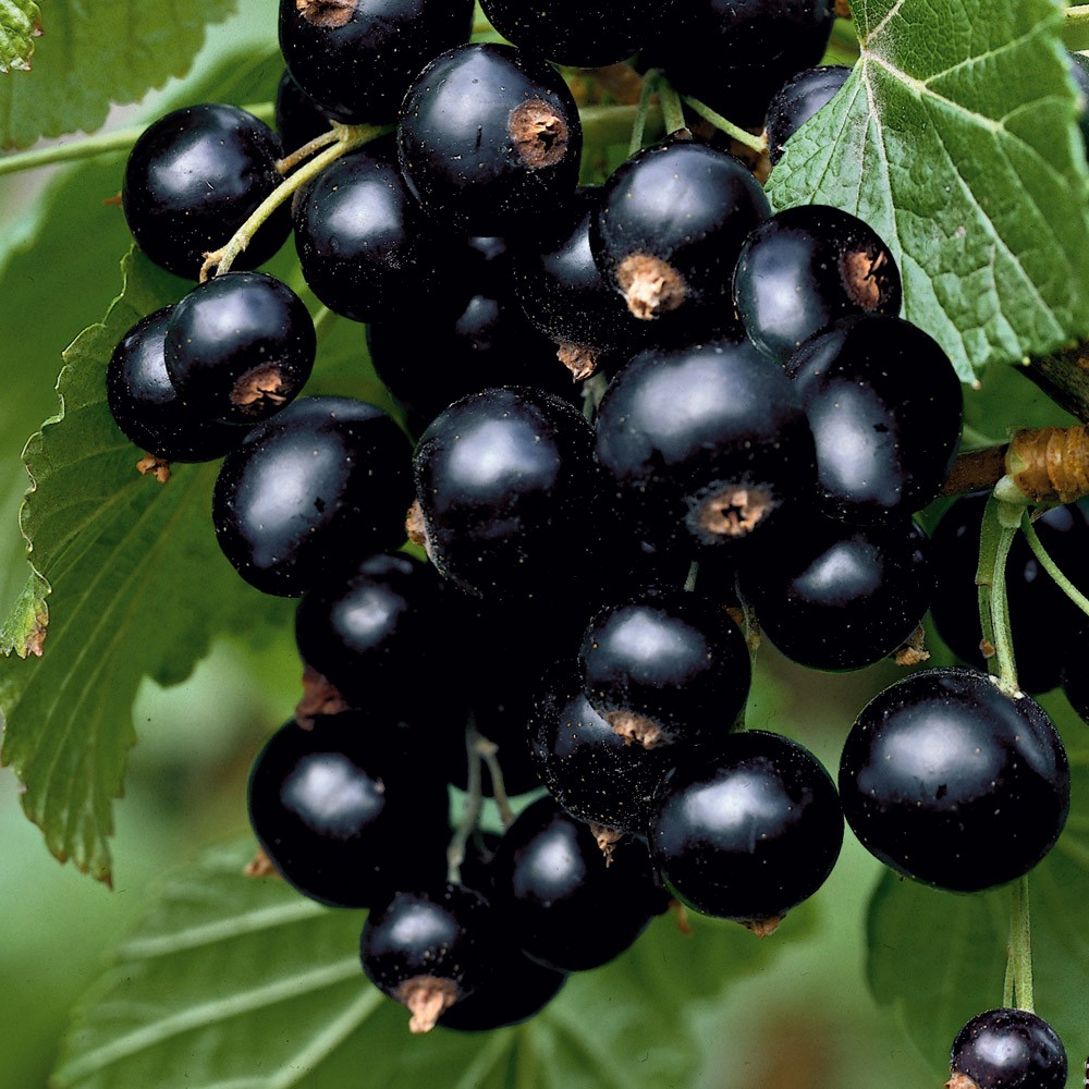 Johannisbeeren Mein NaschBalkon