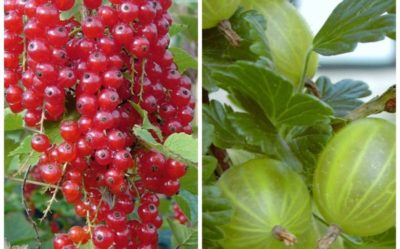 Johannisbeere und Stachelbeere
