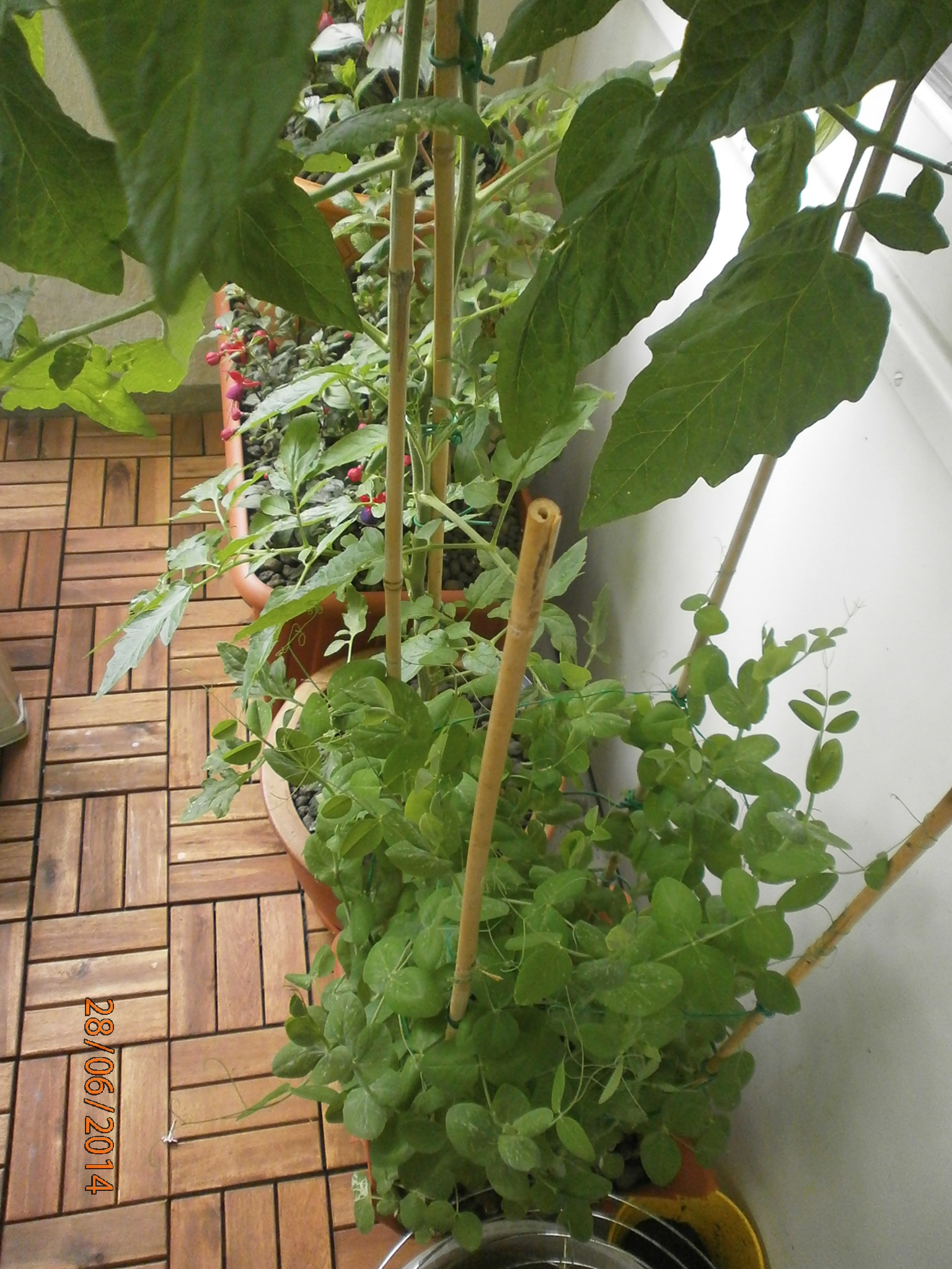 Mein Nasch-Balkon - Zuckerschoten, bzw. Zuckererbsen im Kübel