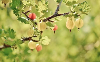 Stachelbeeren