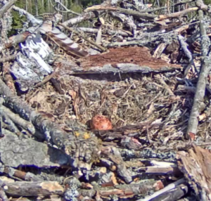 ... das 1. Ei im Nest - entdeckt am 29.4.2019