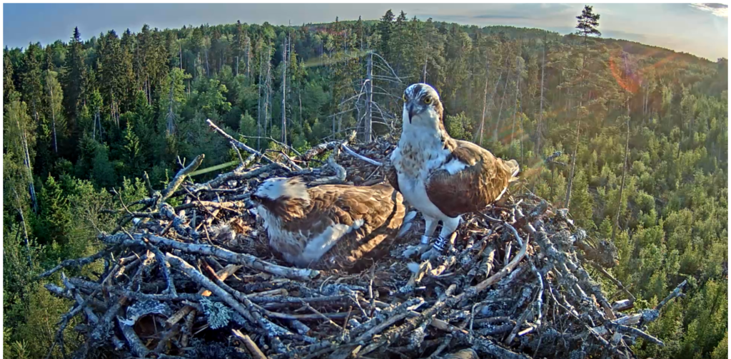 4. Juni - gerade sind beide Elterntiere im Nest
