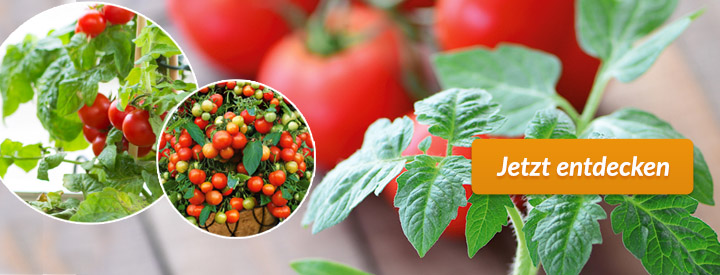 Tomatenpflanzen
