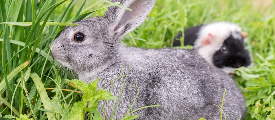 Kaninchen