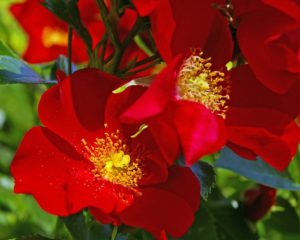 Rosenblüte