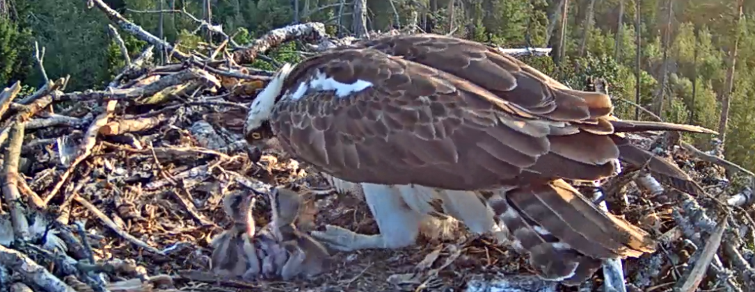 Fischadler-Nest in Estland mit Küken