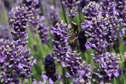 Lavendel 'Early Hidcote'