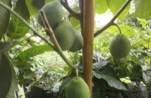 Säulenzwetschge ‘Imperial’
