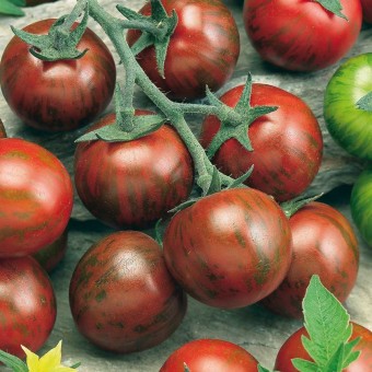 Tomate Zebrino