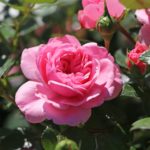 Zwerg-Kletterrose Starlet®-Rose 'Eva' ®