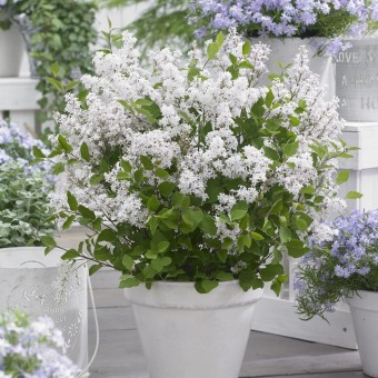 Zwerg-Flieder 'Flowerfesta®' - white
