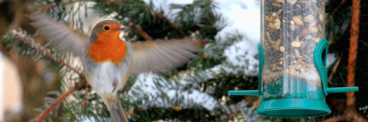 Wintervögel füttern