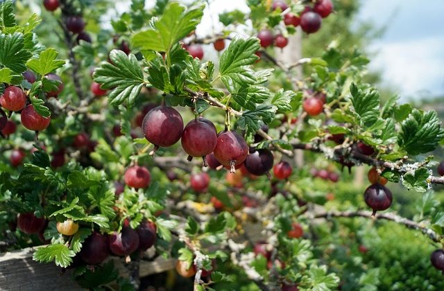Stachelbeeren