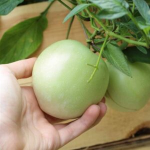 Melonenbirne Pepino