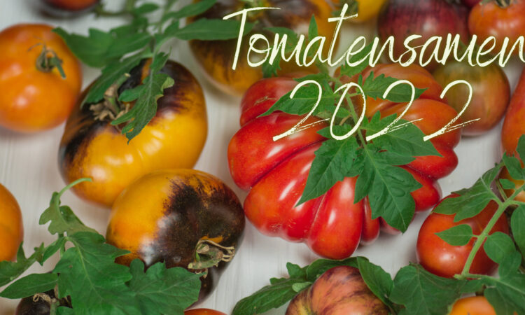 Tomatensamen 2022
