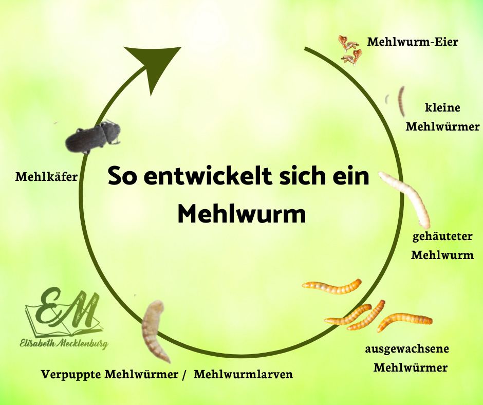 Mehlwürmer - Entstehung