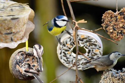 Vogelfutter