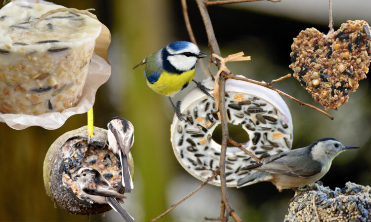 Vogelfutter