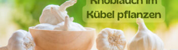 Knoblauch