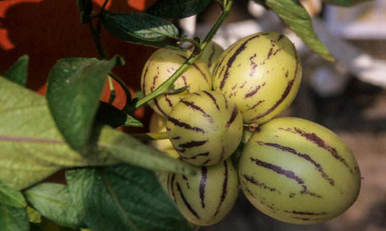 Pepino - Melonenbirne