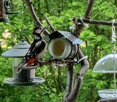Balkon-Wildvogel-Futterstelle - Mein Nasch-Balkon