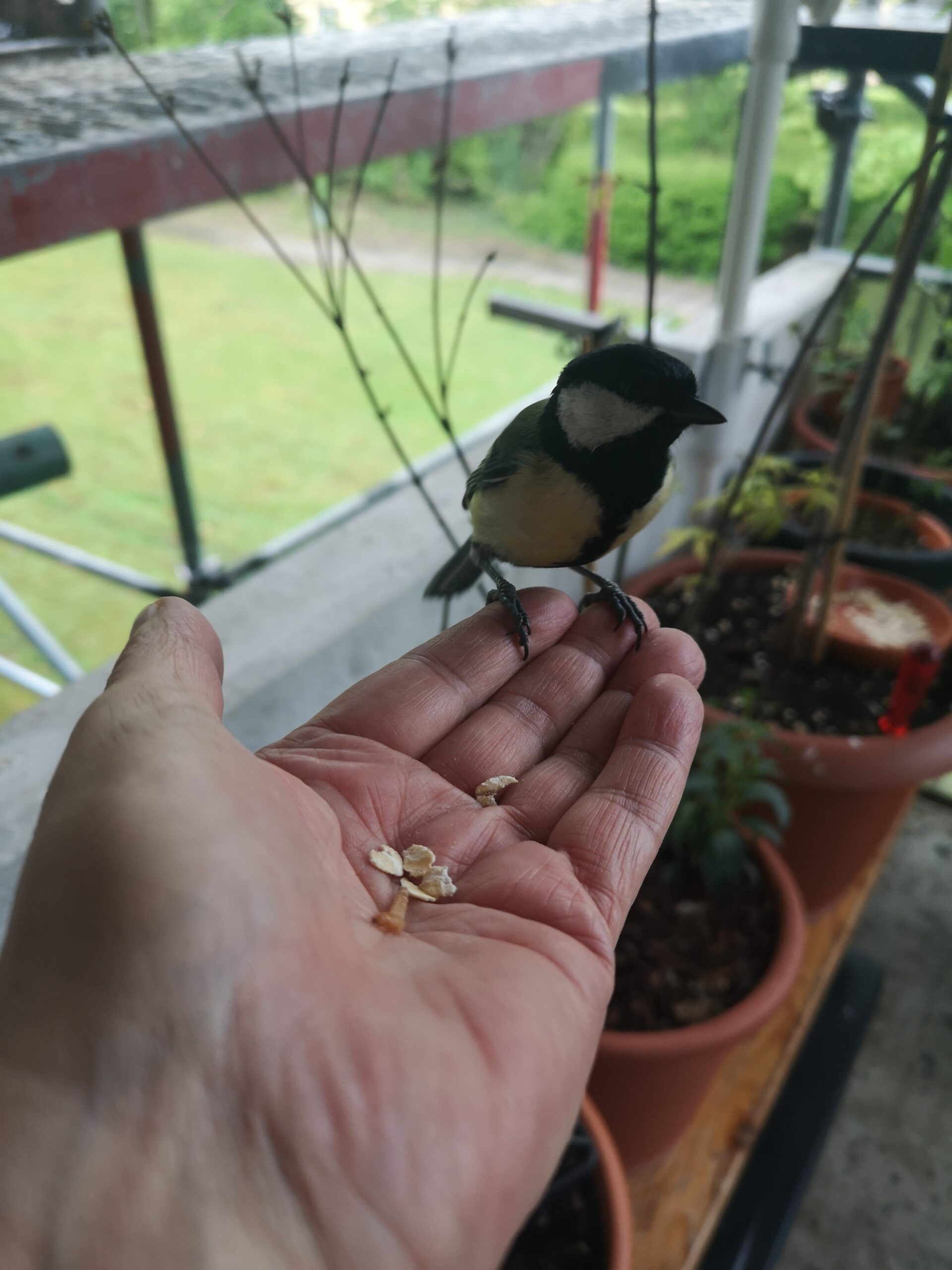 Das ganze Jahr über füttern Mein NaschBalkon
